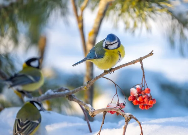 The blue tit bird sits on a branch of a red mountain ash covered with snow 图库图片