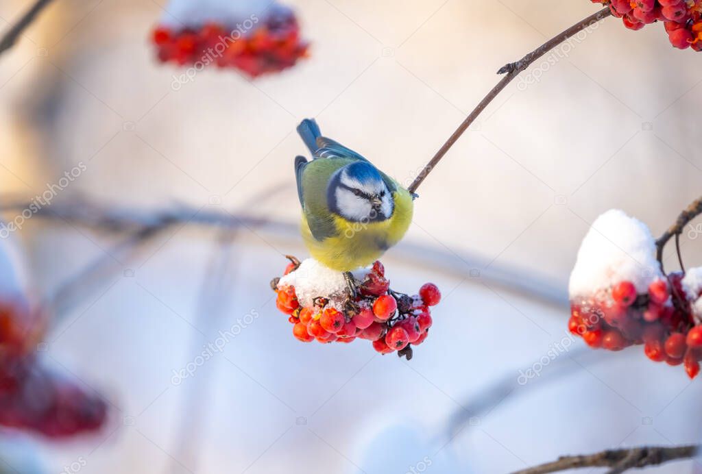 The blue tit bird sits on a snow-covered branch of a red mountain ash on a sunny frosty day.