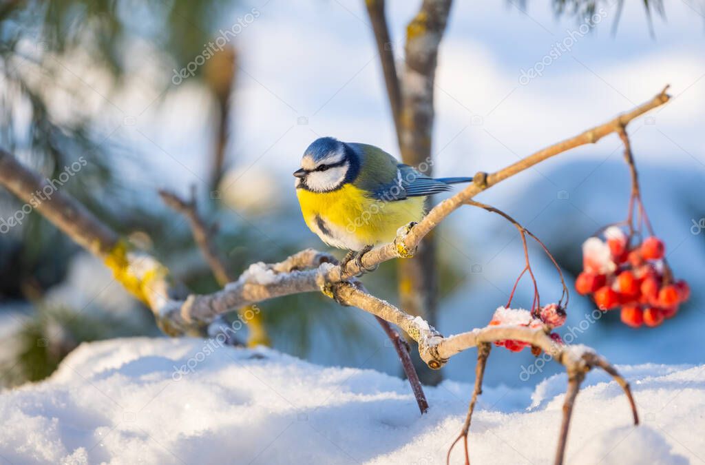 The blue tit bird sits on a branch of a red mountain ash covered with snow against the background of a snow-covered forest on a sunny frosty day.