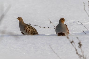Gri keklik sürüsü, karların derinliklerinde yiyecek arıyor..