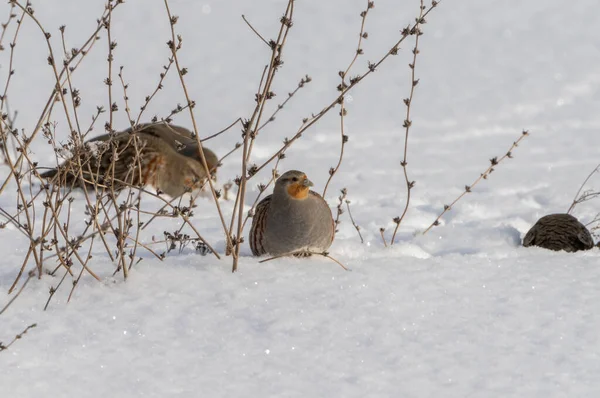 Ein Schwarm Grauhühner Sucht Tiefschnee Aus Nächster Nähe Nach Nahrung — Stockfoto