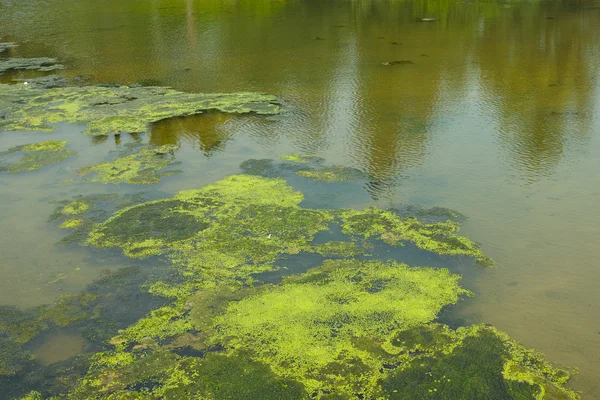 Algen im Teich — Stockfoto