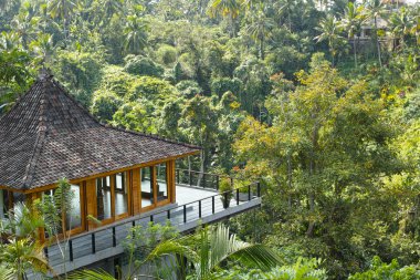 yağmur ormanlarında başvurmak