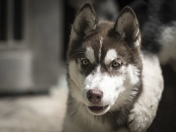 Genç husky, göz ucuyla bakmak