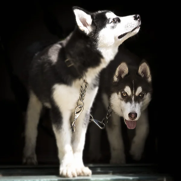 Young Husky dogs — Stock Photo, Image