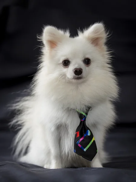 kravat ile beyaz pomeranian