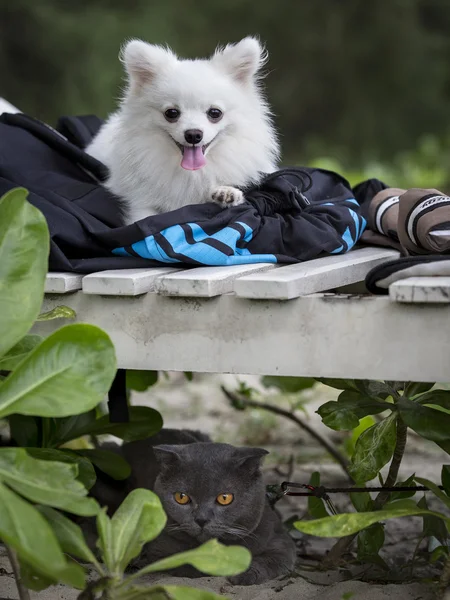 Pomeranian köpek ve ana bilgisayarlar için bekleyen İngiliz kedi