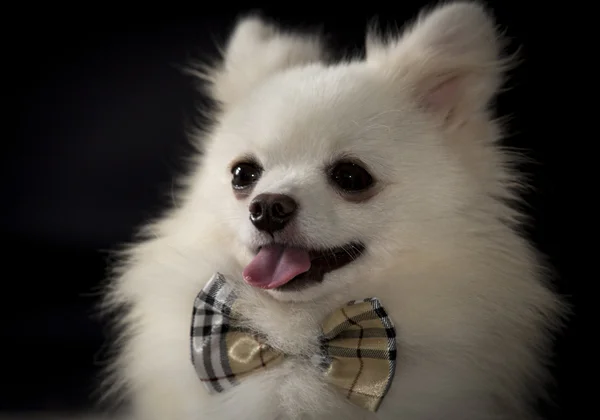 barbery tarzı bow çay beyaz pomeranian