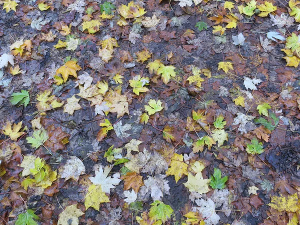 Multicolored Autumn Leaves Sidewalk Rainy Day — Stock Photo, Image