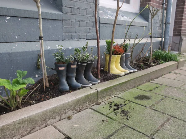 Four Pairs Rain Boots Filled Plants Front House — Photo