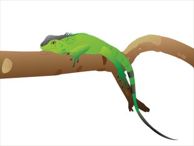 geri kalan iguana sahip.
