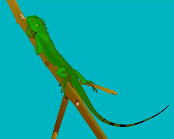 Iguana verde joven . — Vector de stock