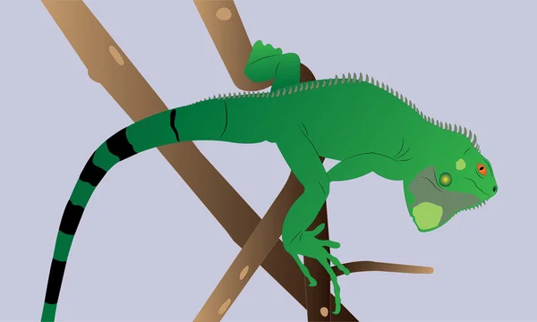 Iguane vert curieux sur une branche . — Image vectorielle