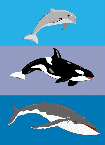 Différents types de baleines . Illustration De Stock