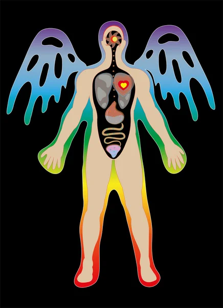 Résumé anatomie humaine . — Image vectorielle