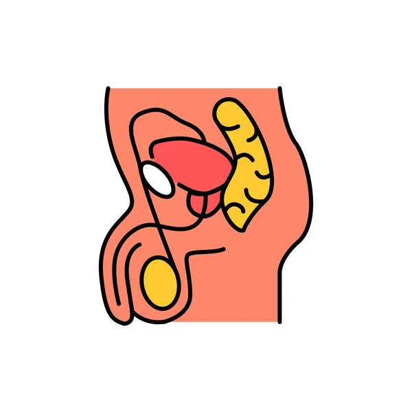 Męski System Narządów Płciowych Ikona Linii Kolorów Piktogram Dla Strony — Wektor stockowy