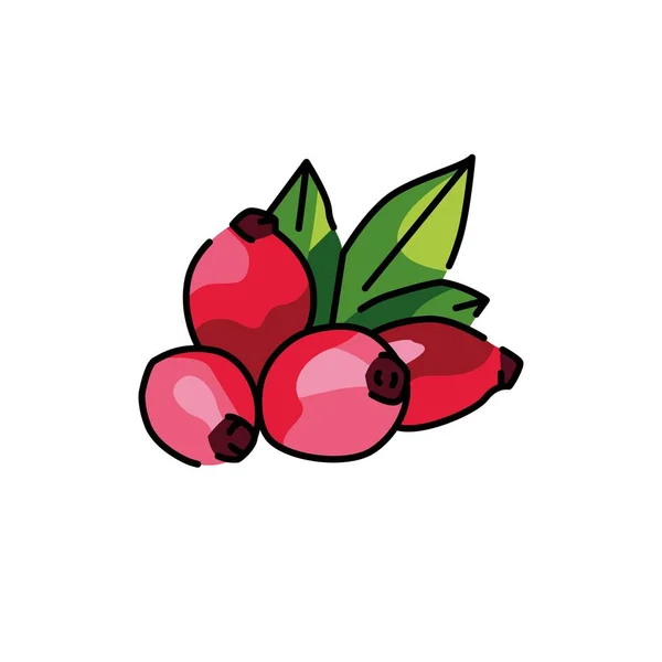 Значок Лінії Кольору Троянди Стегна Рослини Піктограма Веб Сторінки Мобільного — стоковий вектор