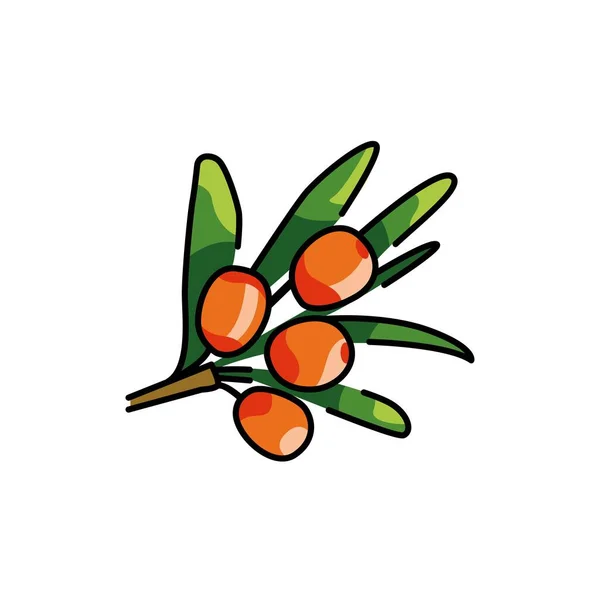 海クロウメモドキ植物カラーラインアイコン ウェブページ モバイルアプリ プロモーションのためのピクトグラム — ストックベクタ