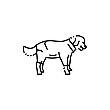 Golder Retriever yağmurluk renkli çizgi ikonu giyiyor. Web sayfası için resim grafiği