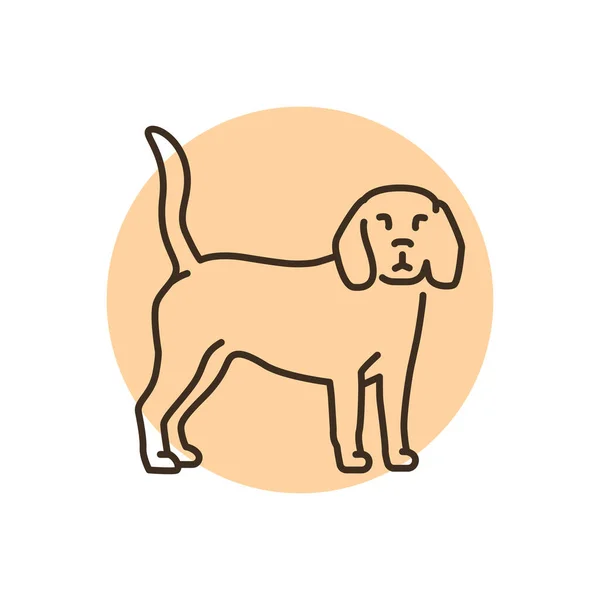 Beagle Color Line Icon Dog Breed Pictogram Web Page Mobile — Vettoriale Stock