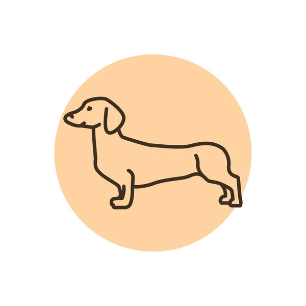 Dachshund Color Line Icon Dog Breed Pictogram Web Page Mobile — Vetor de Stock