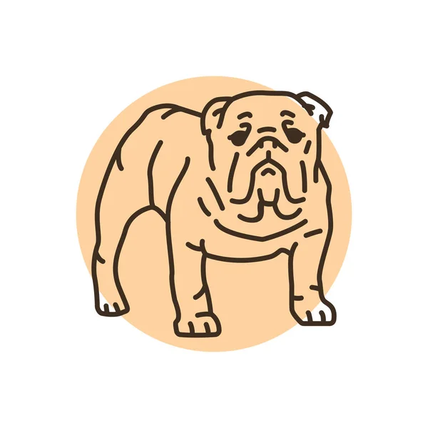 English Bulldog Color Line Icon Dog Breed Pictogram Web Page — Image vectorielle