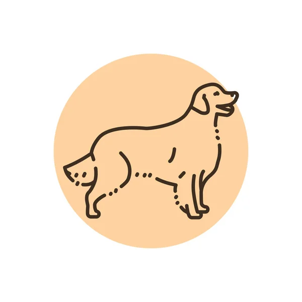 Golden Retriever Color Line Icon Dog Breed Pictogram Web Page — Vetor de Stock