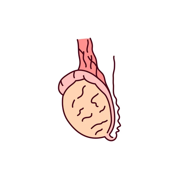 Icona Linea Colore Ovarico Sistema Endocrino Pittogramma Pagina Web App — Vettoriale Stock