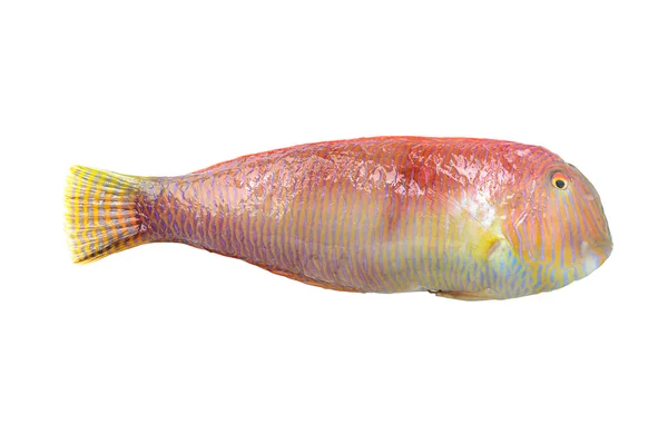 ラオ xyrichthys novacula — ストック写真