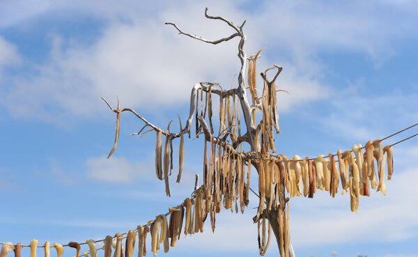 dried fish