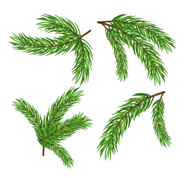 Kiefernzweig Isoliert Tanne Vektor Dekoration Weihnachten Grün Hintergrund Immergrün Transparent — Stockvektor