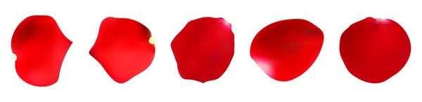 Pétales de rose vectorielles sur fond blanc isolé. Chute des pétales de rose png. Vacances, Saint Valentin. — Image vectorielle