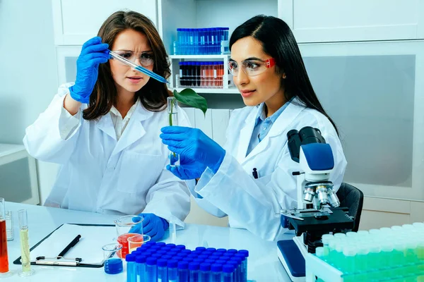 Dos Científicas Investigadoras Que Realizan Investigaciones Científicas Sobre Plantas Medicinales — Foto de Stock