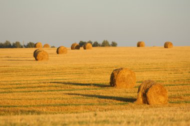 rulo bir alan olarak