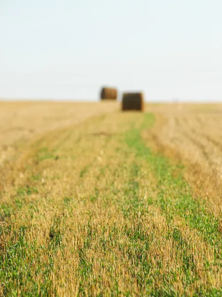 Rollen in einem Feld — Stockfoto