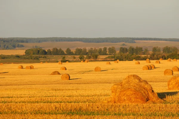 Rolls in a field — Stock Photo, Image