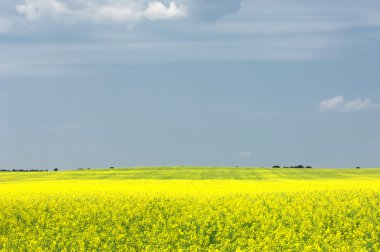kolza tohumu alan. sarı çiçekler. parlak güneş. Mavi gökyüzü