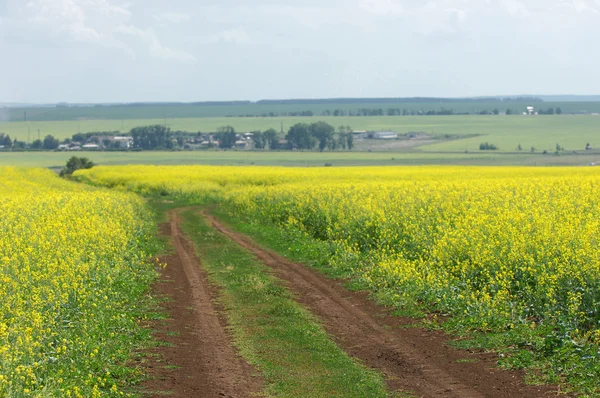 Rapeseed field. Yellow flowers. The bright sun. blue sky — Stock Photo, Image