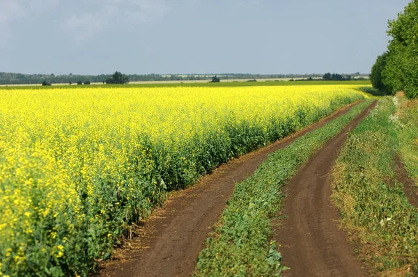 Rapeseed field. Yellow flowers. The bright sun. blue sky — Stock Photo, Image