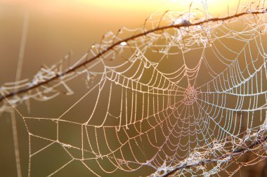 portrét pohledný mladý muž proti světle šedé pozadí