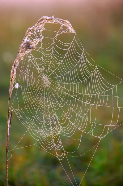 Spinnennetz, Spinnennetz — Stockfoto