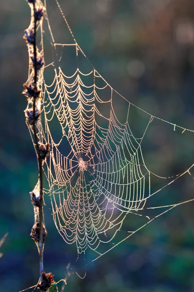 Spinnennetz, Spinnennetz — Stockfoto