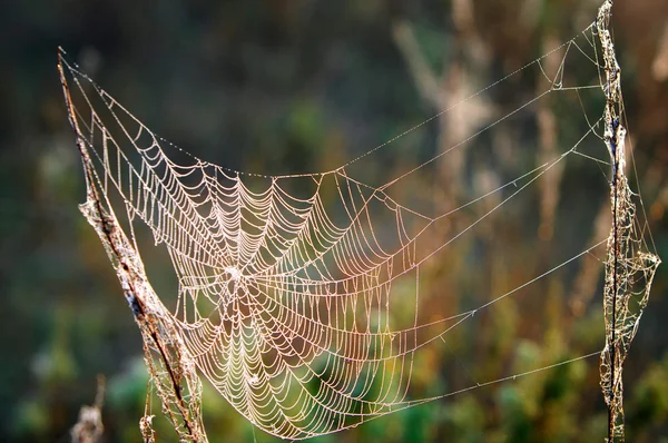 Spiderweb, toile d'araignée — Photo