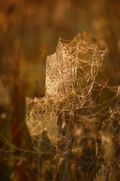 Spiderweb, toile d'araignée — Photo