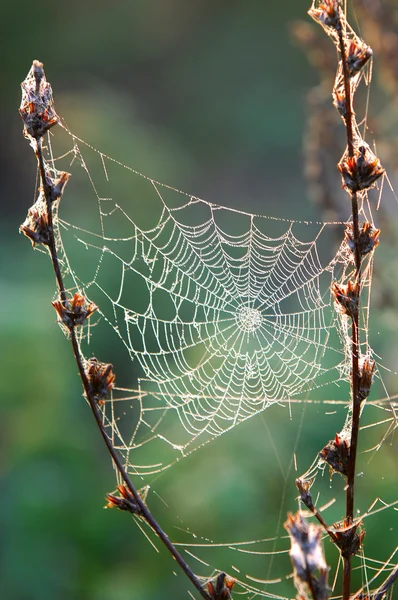 Spiderweb, spider's web — Stock Photo, Image