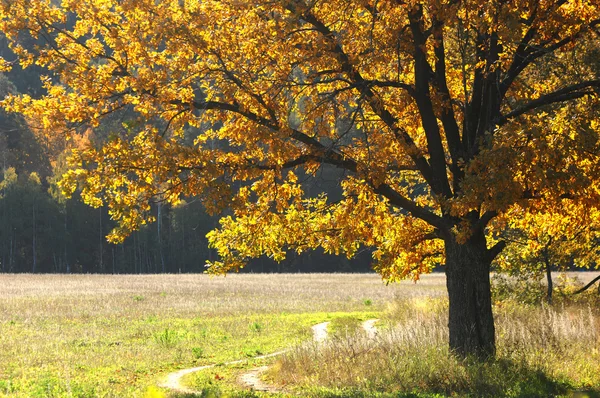 Autumn — Stock Photo, Image