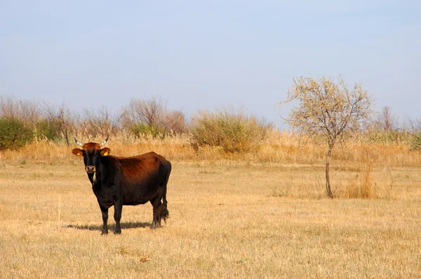 Cow on pasture — Stock Photo, Image