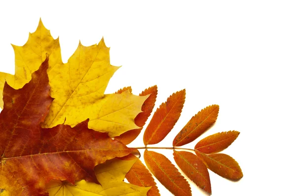 Leaves of autumn Stock Photo