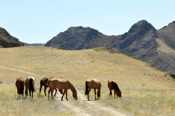 Paard — Stockfoto