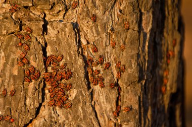 Insects soldiers